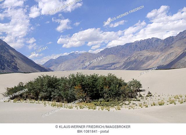 River dune landscape with common sea-buckthorn (Hippophae rhamnoides) in the high alps of the Shyok Valley, near the Hundar oasis, Nubra Valley, Ladakh