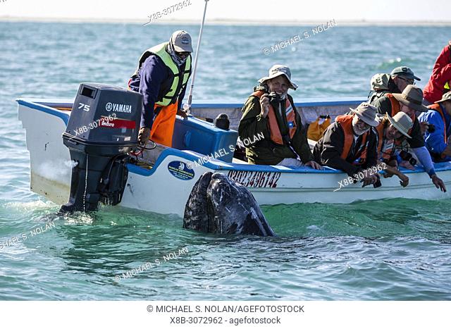 Adult California gray whale, Eschritius robustus, with tourists in San Ignacio Lagoon, Baja California Sur, Mexico