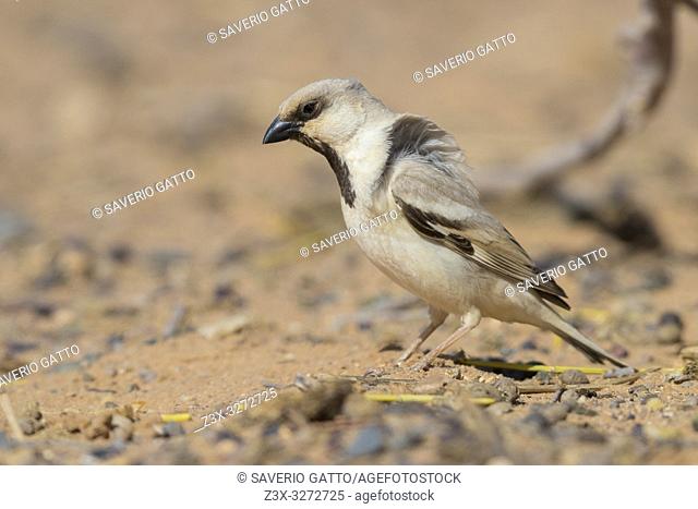 Desert Sparrow (Passer simplex saharae), adult male standing on the ground