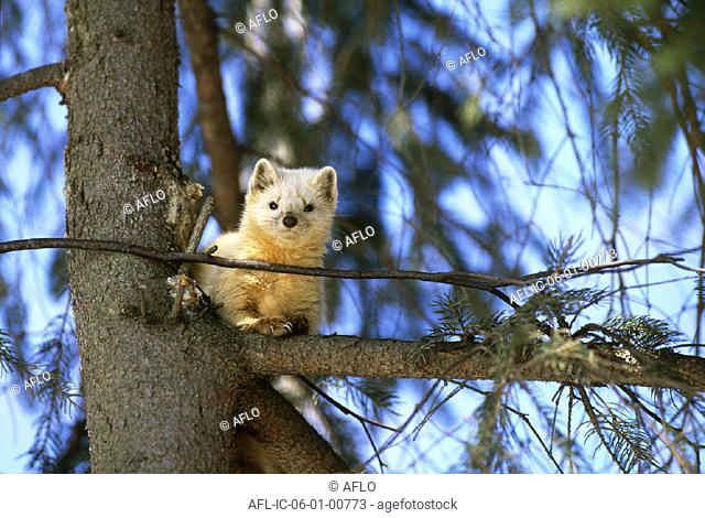 Sable on a tree branch