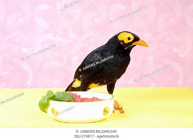 Yellow-faced Mynah, Papuan Mynah (Mino dumontii). Adult bird standing in front of its feeding bowl. Germany