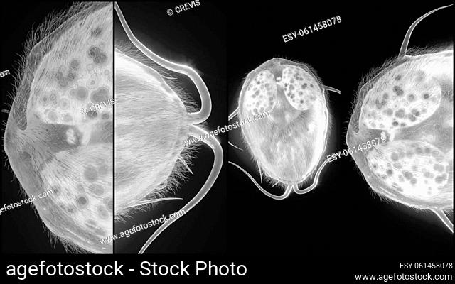 Giardia lamblia parasite as Closup - 3D Rendering. High quality Rendering