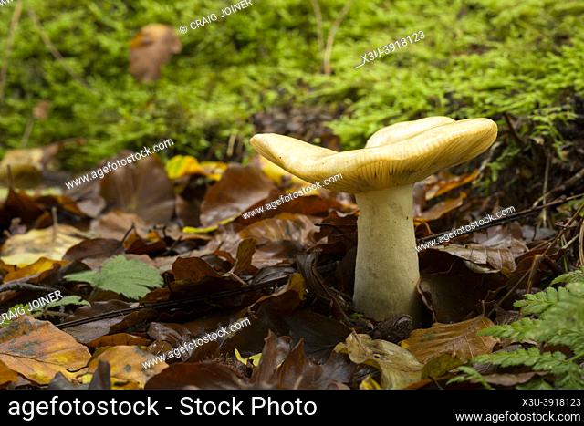 Ochre Brittlegill (Russula ochroleuca) mushroom growing in the leaf litter of a woodland at Beacon Hill in the Mendip Hills, Somerset, England