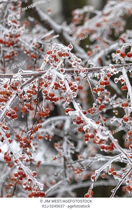 Detroit, Michigan USA - 12 February 2019 - A crab apple tree is coated in ice after snow, sleet, and freezing rain fell in southeast Michigan