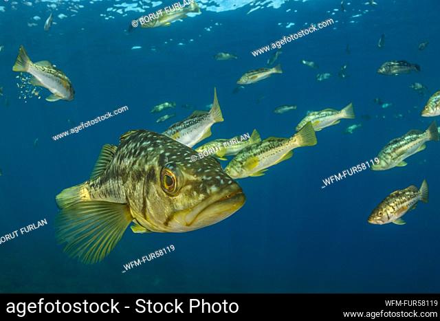 Shoal of Kelp Bass, Paralabrax clathratus, Catalina Island, California, USA