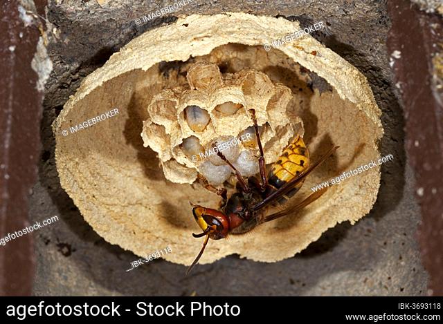 European hornet (Vespa crabro), queen at early nest caring for larvae, Thuringia, Germany, Europe