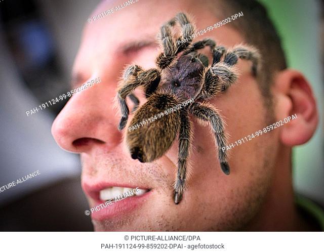 23 November 2019, Lower Saxony, Hanover: A Red Chile Bird Spider (Grammostola rosea) sits on a visitor's face during the Giant Spider and Insect Exhibition