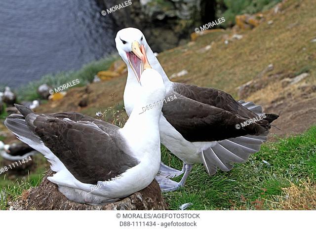 Black-browed Albatross (Thalassarche melanophrys). Saunders Island, Falkland Islands