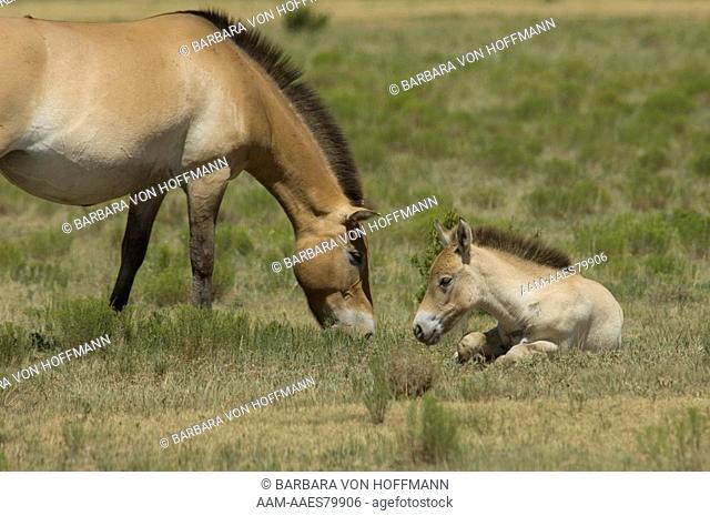 Przewalski's mare with foal, Canyon Colorado Equid Sanctuary, New Mexico