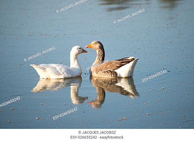 Two geese, male and female, swim together on the river