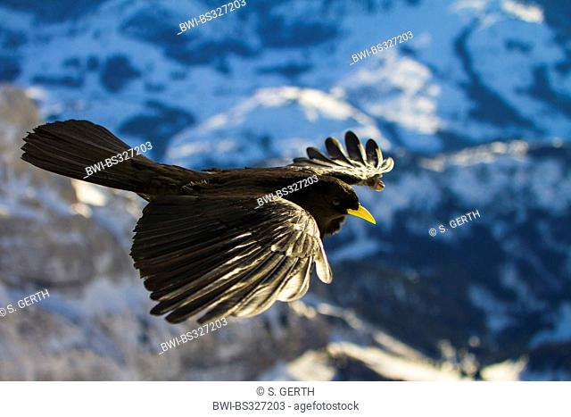 alpine chough (Pyrrhocorax graculus), in flight over the mountains, Switzerland, Alpstein, Saentis
