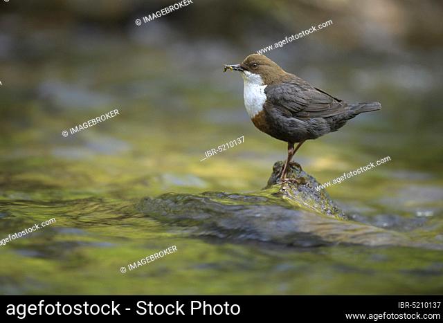 White-breasted dipper (Cinclus cinclus) with captured insects