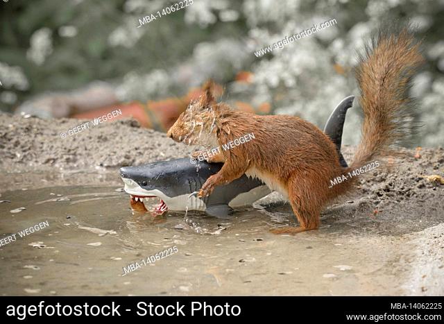 close up of red squirrel standing in water holding a shark shaking the head