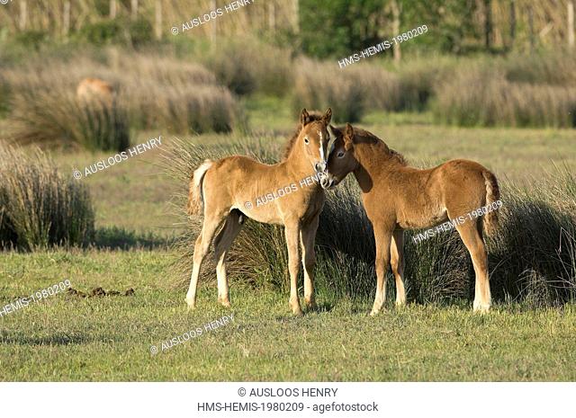 France, Camargue, Camargue horse (Equus caballus), foals