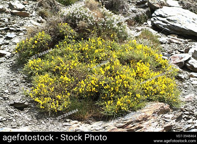 Piorno negro (Cytisus galianoi) is a shrub endemic to Sierra Nevada and Sierra de los Filabres, Andalucia, Spain