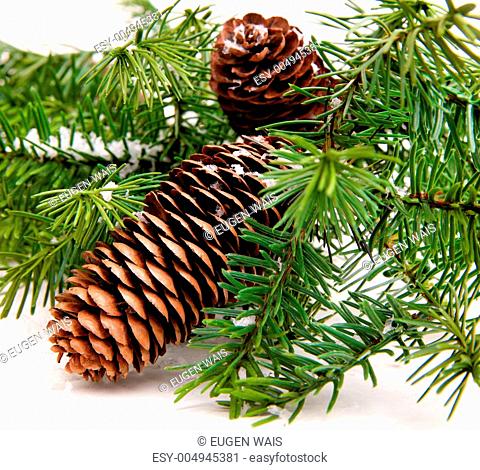 pine cone with branch. Cones in pine tree branch isolated on the white backgroun