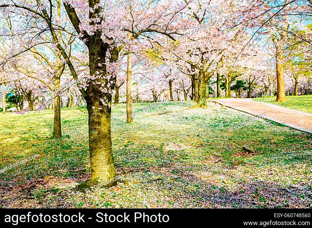Cherry blossom trees on green grass field in Gyeongju, Korea