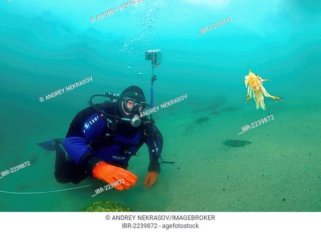 Diver watching Amphipod (Acanthogammarus victorii), Lake Baikal, Olkhon island, Siberia, Russia, Eurasia