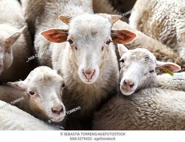 Three sheep, Escorca, Majorca, Spain