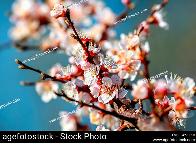 Blooming apricot tree in spring time. Blossoming apricot flowers. Flowering apricot tree in Latvia; Apricot flowers on the background of blue sky