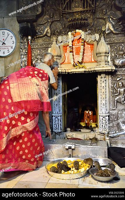 India, Rajasthan, Bikaner region, Deshnoke, Karni Mata Temple also known as the Temple of Rats, Morning puja (prayer)