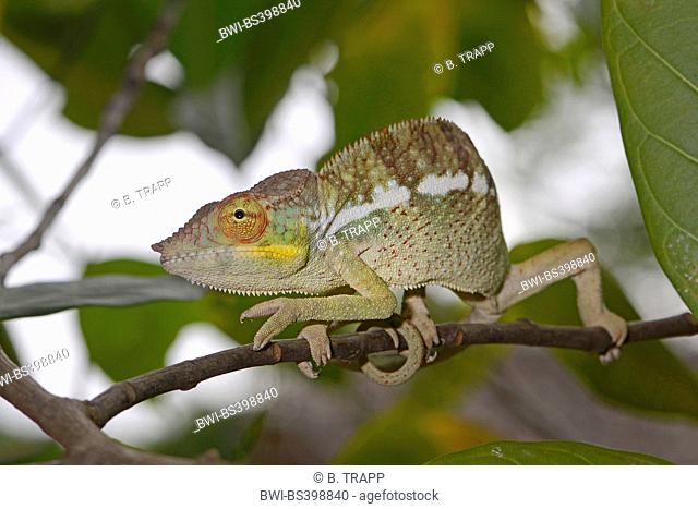 Panther chameleon (Furcifer pardalis, Chamaeleo pardalis), on a branch, Madagascar, Nosy Be, Lokobe Reserva