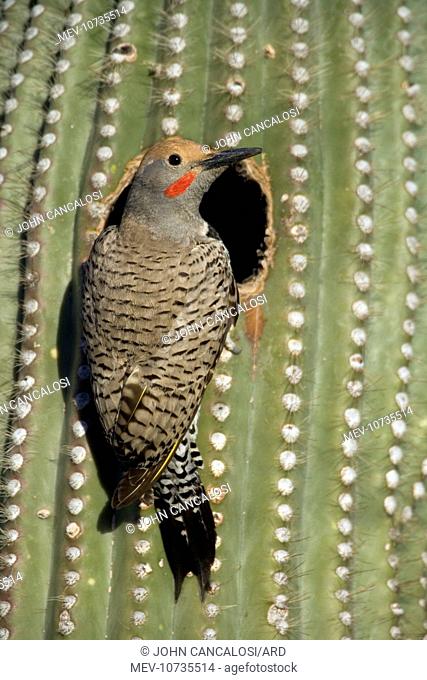 Gilded Flicker - male in nest in Saguaro Cactus (Colaptes chrysoides)
