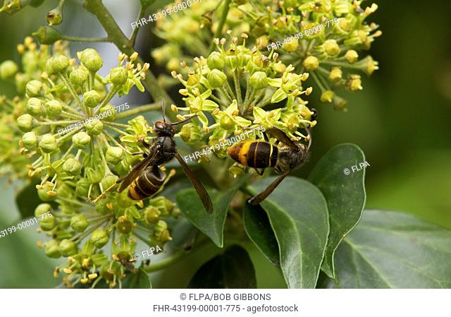 Asian Predatory Wasp (Vespa velutina) introduced species, two adults, feeding on Common Ivy (Hedera helix) flowers in autumn, Dordogne, France, November