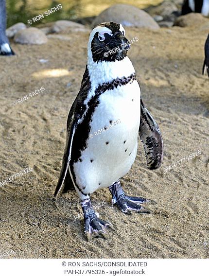 South African Black Foot Penguins, a species listed on the INCU red list of endangered species, reside in a specially constructed habitat in the lobby of the...