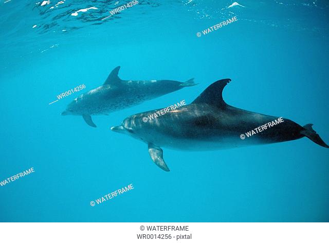 Spotted Dolphins, Stenella frontalis, Atlantic, Caribbean Sea, Bahamas