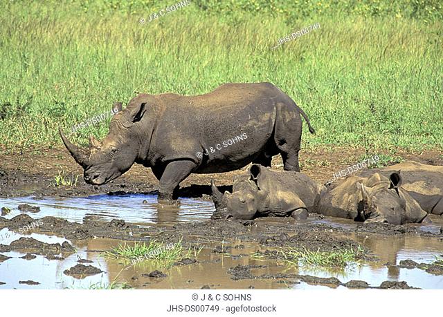 White RhinocerosSquare lipped Rhinoceros Ceratotherium simum Mkuzi Game Reserve South Africa Africa