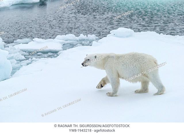 Polar Bear Portrait, Greenland
