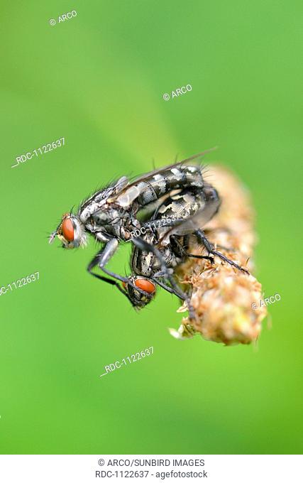 Common flesh fly
