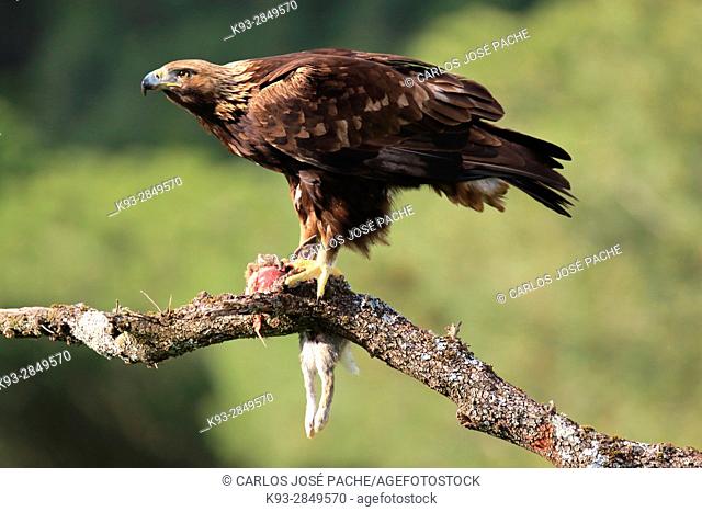 Golden eagle (Aquila chrysaetos) with prey, Parque Nacional de Monfragüe, Extremadura, Spain