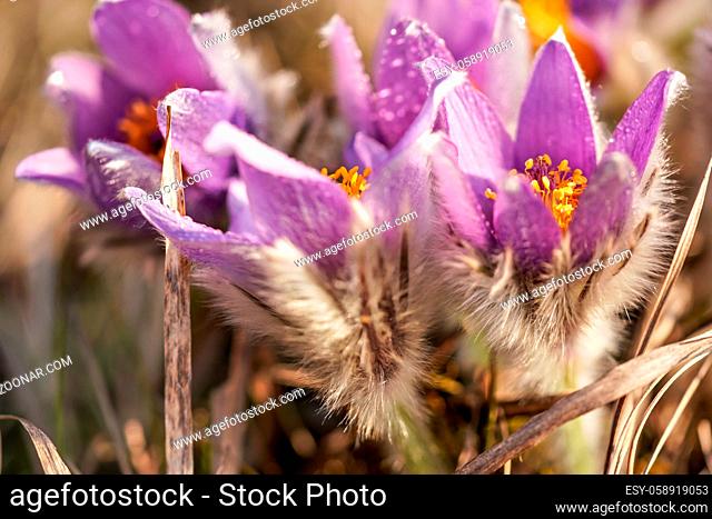 Purple greater pasque flower - Pulsatilla grandis - growing in dry grass, close up detail showing hairs on stems