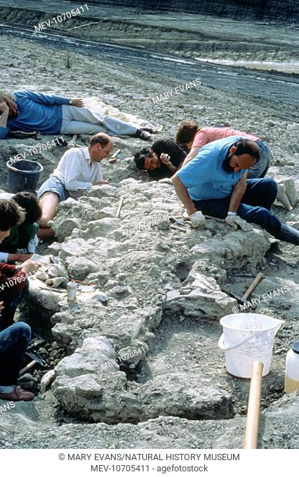 Team from the Natural History Museum, London at work on the excavation of the dinosaur Baryonyx walkeri at the Ockley brick pit in Surrey, England in June 1983