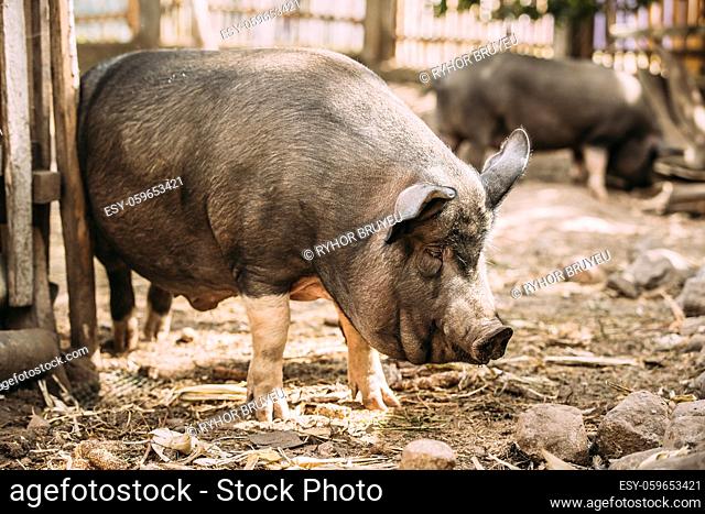 Household A Large Black Pig Itches About The Fence In Farm Yard. Pig Farming Is Raising And Breeding Of Domestic Pigs. It Is A Branch Of Animal Husbandry