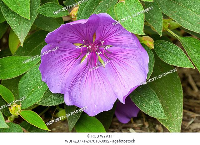 Tibouchina semidecandra, Purple Tibouchina