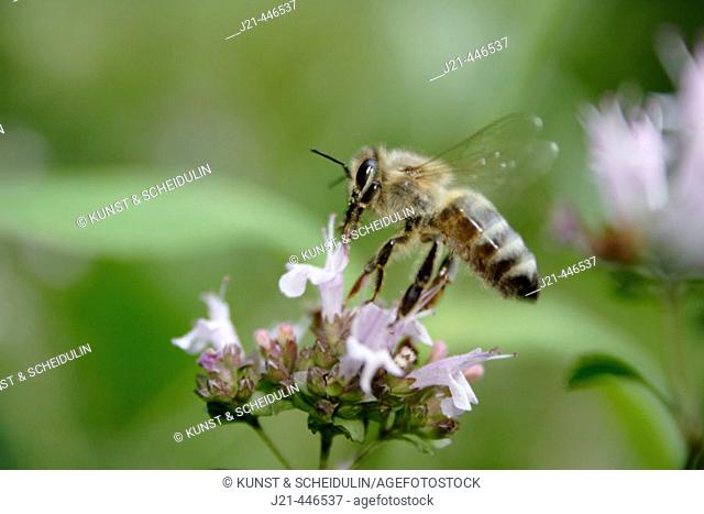 Bee (Apis mellifera) landing on a flowering marjoram. Aschau, Chiemgau, Upper Bavaria, Germany
