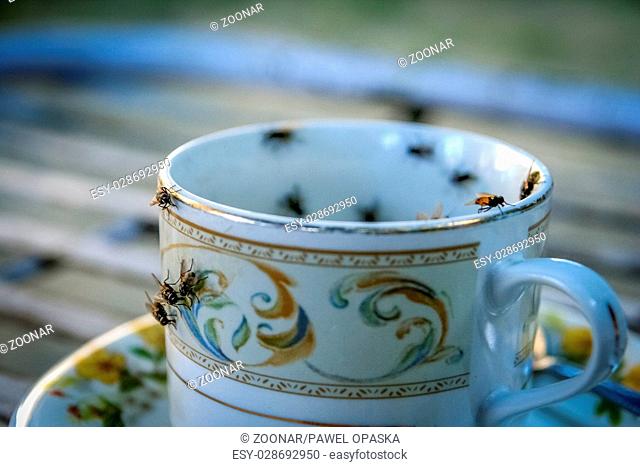 Flies on the cup