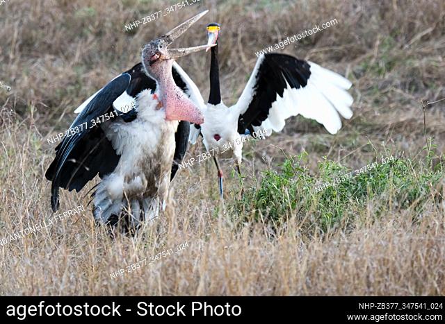 Marabou stork Leptoptilos crumenifer and Saddle-billed Stork fighting, Masai Mara Nature Reserve, Kenya, Africa