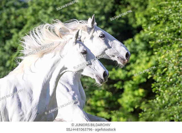 Lipizzan horse. Two adult mares galloping on a pasture, portrait. Austria