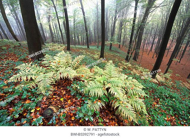 ferns and blackberry bushes in beech forest, Belgium, Ardennes