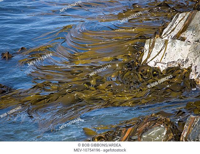 Bull kelp beds (Durvillea antarctica)