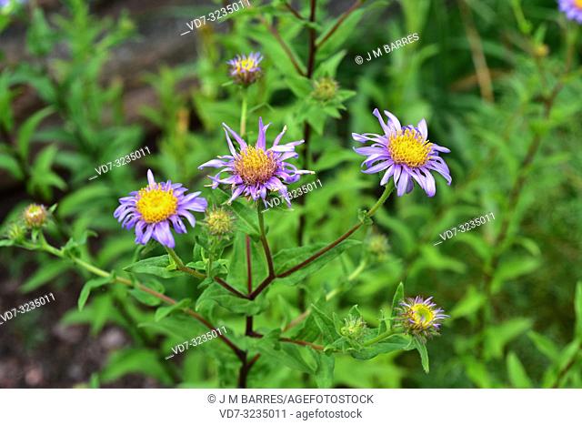 Pyrenean aster (Aster pyrenaeus) is a endangered perennial herb endemic to Pyrenees and Cantabrian Mountains. Flowering plant