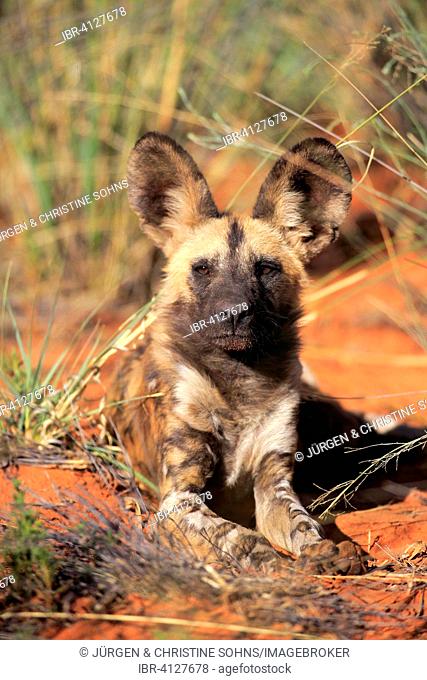 African Wild Dog (Lycaon pictus), adult, lying, Tswalu Game Reserve, Kalahari Desert, North Cape, South Africa
