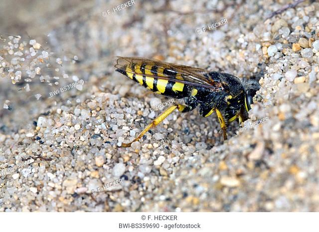 Sand wasp (Bembix oculata), digging sand out of its den