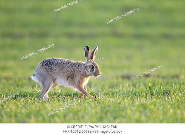 European Hare (Lepus europaeus) adult, walking in arable field, Berwickshire, Scottish Borders, Scotland, March