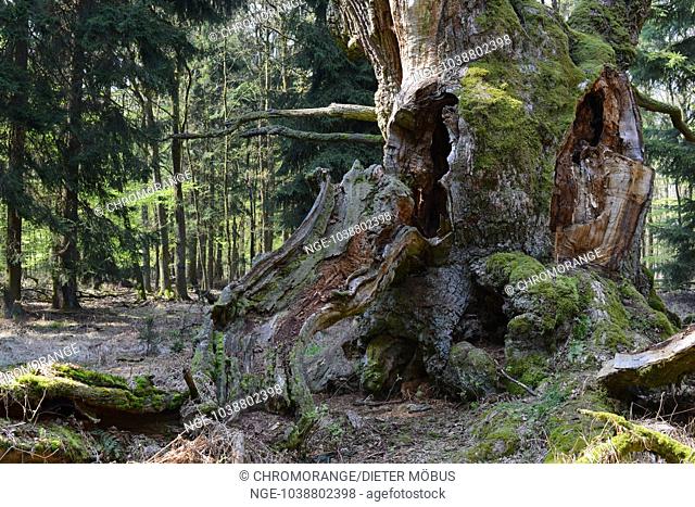 Oak in Reinhardswald