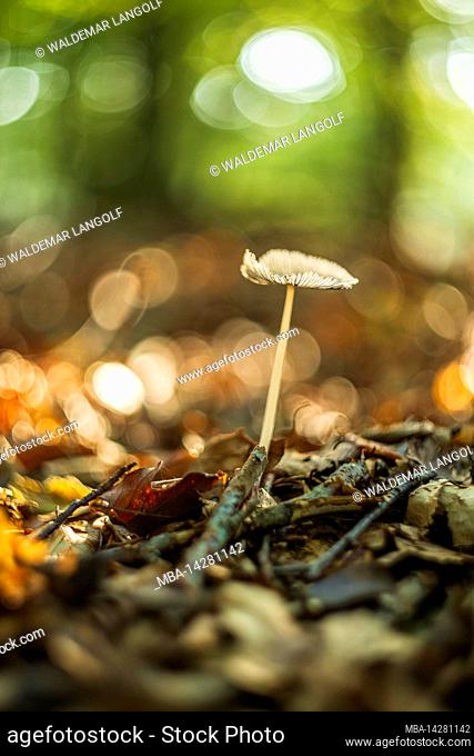 Magical mushrooms in autumn in a fairy tale forest, abstract circular bokeh